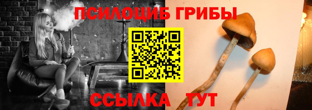 Галлюциногенные грибы Psilocybe Спасск-Дальний